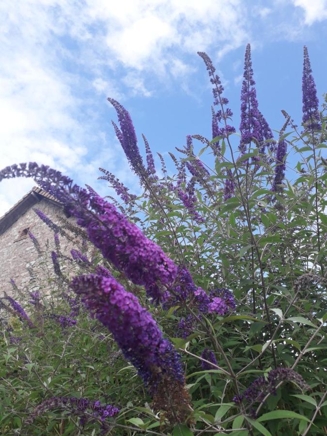 B&B Buddleja Saint-Hilaire-les-Places Kültér fotó